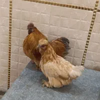 مرغ و خروس مولد کوشین