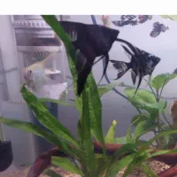 ۳ عدد ماهی انجل با قیمت پایین به فروش میرسد