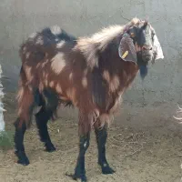 تکشاد نژادی