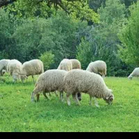 گوسفند زنده در مکان تمیز نصف گوشت مصرفی خانوار|حیوانات مزرعه|مشهد, نوید|دیوار