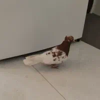 کفتر کله سرخ