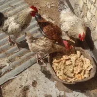 فروش جوجه مرغ و خروس رسمی|حیوانات مزرعه|قم, جمکران|دیوار