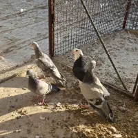 پلاکی|پرنده|شیراز, شیخ علی چوپان|دیوار