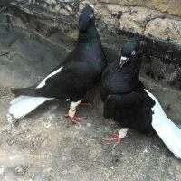 نر ماده دم سفید پشت کمر بالا