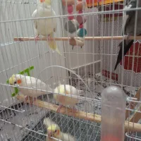 تعدادی عروس هلندی