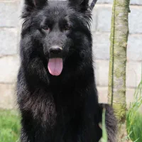 ژرمن بلک ماده|سگ|رشت, گلزاران|دیوار