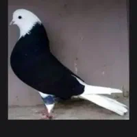 ی تهرانی ماده قرمز گم کردم