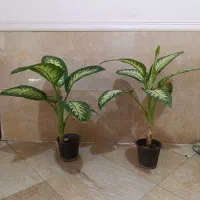 دیفن باخیا و پتوس