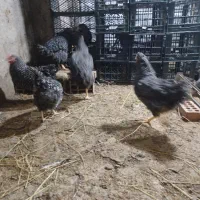 فروش جوجه یک روزه تا دوماهه نژاد مرغ آمروک