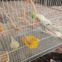 عروس هلندی|پرنده|سبزوار, اسلام آباد|دیوار