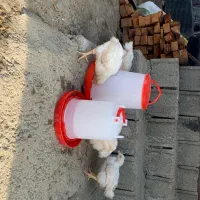 فروش جوجه کوشتی