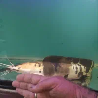 کت افریقایی|ماهی|بندرعباس, |دیوار