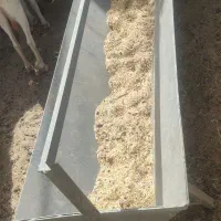 سلام گوسفندهای شما را نقدن خریدارم|حیوانات مزرعه|ریگان, |دیوار