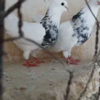 طوقی|پرنده|آشخانه, |دیوار
