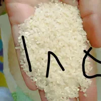 برنج نیم دانه وسرلاشه  هاشمی اعلاوبرنج درشت هاشمی|خوردنی و آشامیدنی|الوند, |دیوار