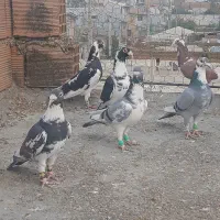 کبوتر شب بازی