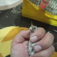 سهره نر|پرنده|پارسآباد, |دیوار