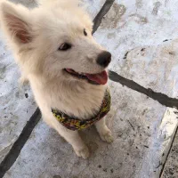 واگذاری سگ سامویید|سگ|کازرون, |دیوار