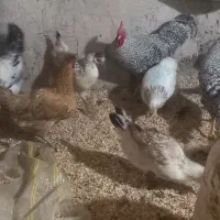 تعدادی مرغ وخروس  سیاه مرندی ومحلی