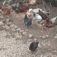 فروش مرغ وخروس ارگانیک محلی|حیوانات مزرعه|چوبر, |دیوار