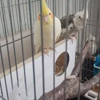 عروس هلندی سخنگو