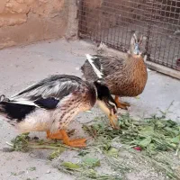 اردک تخم گزار