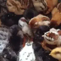 جوجه مرغ هفت روزه