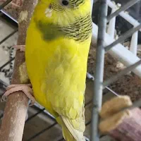 جوجه این گمشده
