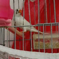 فنچ ماده|پرنده|بیرجند, |دیوار