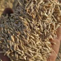 جو دیم|لوازم جانبی حیوانات|اسلامآباد غرب, |دیوار