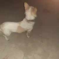 سگ پاکوتاه دم چتری معاوضه با پرنده و ساعت مردانه