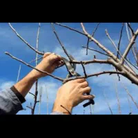 حرص کاری درختان|خدمات باغبانی و درختکاری|میاندوآب, |دیوار