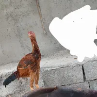جوجه لاری|حیوانات مزرعه|اهر, |دیوار