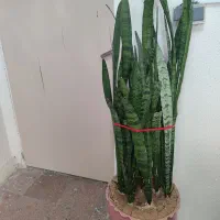 گل سانسوریا