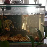 آکواریوم|ماهی|تهران, مسعودیه|دیوار