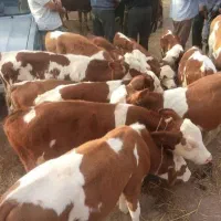 دوستانی‌که‌دنبال‌گوساله‌ یک دست هستن‌تماس‌ب...