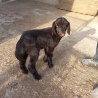 بره علفخور