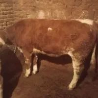 دوراس گوساله ماده درجه یک