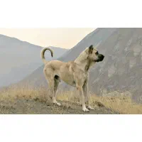 سگ سرابی مسابقه