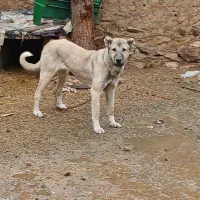 سگ ماده یک ساله