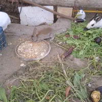 خرگوش بازیگوش و خانگی رودان سکل|موش و خرگوش|بیکاه, |دیوار