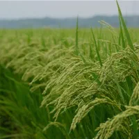 برنج هاشمی درجه یک