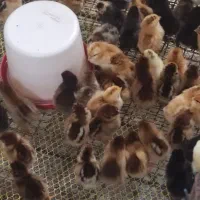 جوجه مرغ|حیوانات مزرعه|زرگرشهر, |دیوار