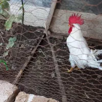 خروس