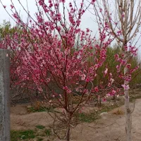 250-زمین-4دیواری