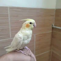 عروس هلندی دستی|پرنده|شیراز, گلکوب|دیوار