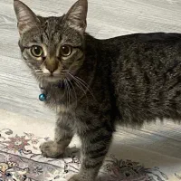 گربه‌ی گمشده خاکستری خال خالی ارومیه