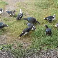 فروش اردک اسرائیلی در تالش|حیوانات مزرعه|تالش, هشتپر|دیوار