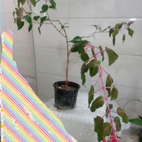 انواع گل های طبیعی