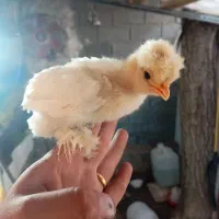 جوجه مرغ و بوقلمون یک روزه به بالا